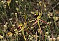 Caladenia septuosa