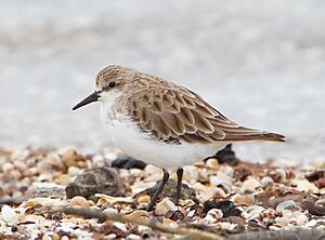 Calidris ruficollis 2
