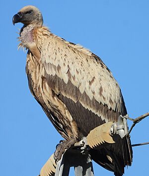Cape vulture (Gyps coprotheres) 1.jpg