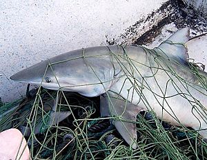 Carcharhinus isodon in net
