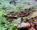 Carpetshark