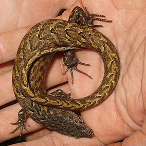 Chevron skink by Department of Conservation1.jpg