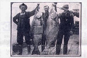 Chinook salmon, Astoria Oregon circa 1910
