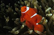 Clownfish (Papua New Guinea)