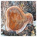 Coccoloba uvifera - view of tree trunk transverse cut showing ring growth 02