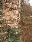 Collecting of birch sap