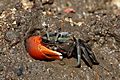 Compressed fiddler crab (Uca coarctata) male