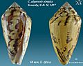 Conus algoensis simplex 1