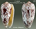 Conus omaria 3