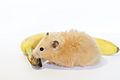 Cream-colored long-hair pet Syrian hamster with banana