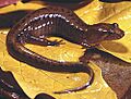 Desmognathus ochrophaeus