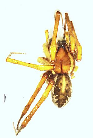 Dolomedes+dondalei+HT
