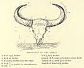 Douglas Hamilton, Dimensions of Bison horns