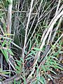 Eucalyptus cunninghamii Perrys mallee trunk - Blue Mountains NP