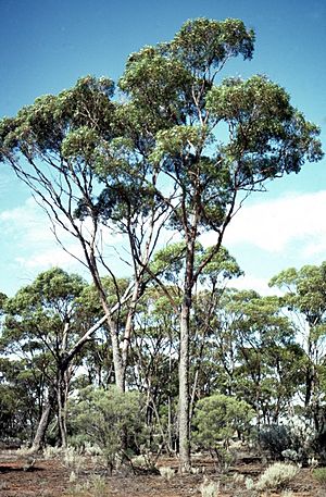 Eucalyptus longicornis.jpg
