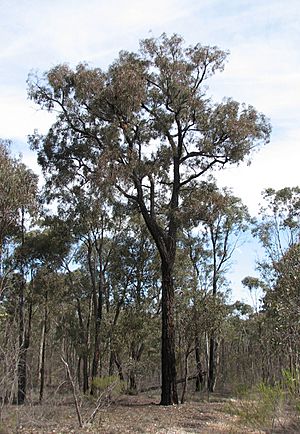 Eucalyptus tricarpa.jpg