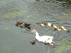 Familia de patos