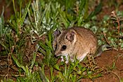 Fat-tailed Dunnart (Sminthopsis crassicaudata) (14559441713)
