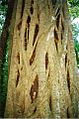 Ficus obliqua Boorganna Nature Reserve-Jan2000