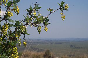 Fotografía 1342 Berberis Laurina (Espina Amarilla).JPG