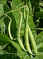 French beans J1