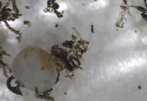 Freshwater Fingernail Clam