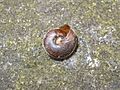 Girdled snail, Hygromia cinctella Hull 3