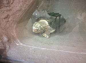 Goodyear Alligator Snapping Turtle at ZooAmerica