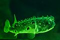 Greater Cleveland Aquarium (28217977031)