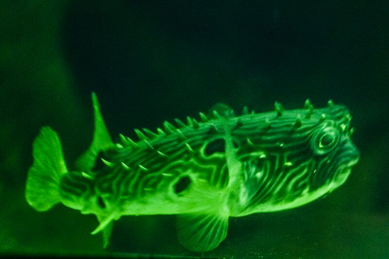Greater Cleveland Aquarium (28217977031)