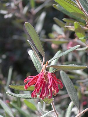 Grevillea irrasa subsp didymochiton