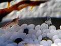 Halocaridina Rubra shrimp with exoskeleton