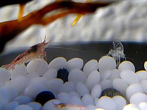 Halocaridina Rubra shrimp with exoskeleton.jpg