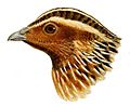Head of Coturnix capensis - Herbert Goodchild