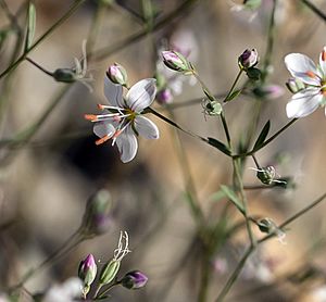 Hesperolinon disjunctum (Coast Range dwarf-flax) (7373434994).jpg