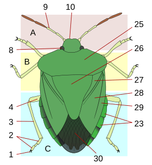 Heteroptera morphology-d