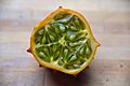 Horned Mellon