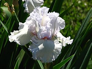 Iris 'Queen of Angels' 01