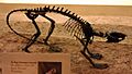 Ischyromys
