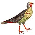 Ithaginis cruentus 1838 white background