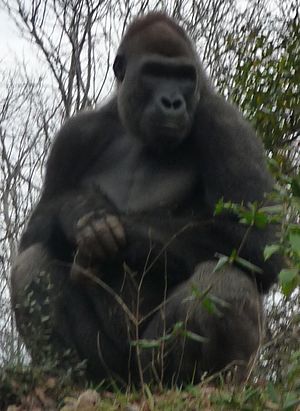 Ivan the Gorilla.jpg