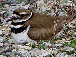 Killdeer (Charadrius vociferus) -female on nest