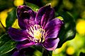Large purple clematis flower with white finger stamens