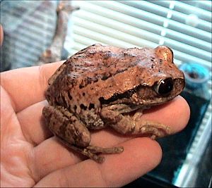 Leptopelis vermiculatus