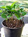 Litsea reticulata - seedlings
