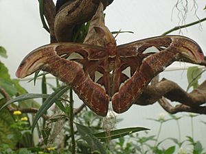 London Zoo Atlas Moth