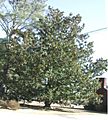 Magnolia grandiflora 2004