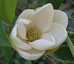 Magnolia virginiana flower 2.jpg