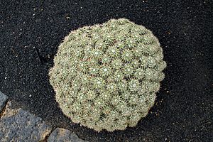 Mammillaria Compressa in Jardin de Cactus on Lanzarote, June 2013 (1).jpg