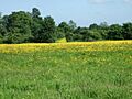Martin's Meadow - geograph.org.uk - 670951